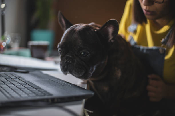 istock Young woman studying at home 1210697800