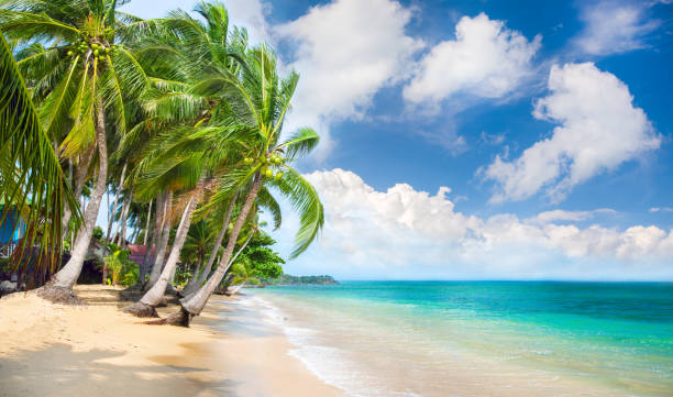 istock beach and coconut palm trees. Koh Samui, Thailand 1210698563