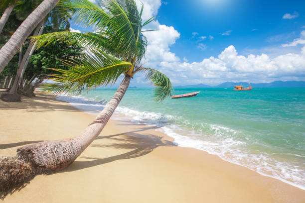 istock beach and coconut palm trees. Koh Samui, Thailand 1210699113