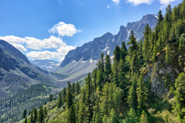 taiga de coníferas oscuras en la ladera de la montaña en julio - moraine fotografías e imágenes de stock