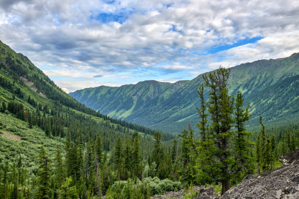 Dark coniferous mountain taiga in Eastern Siberia. Fancy Siberian pine grows on granite slab. Sayan mountains. Tuva