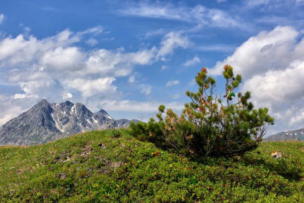 Pinus pumila on top of hill overgrown with polar bushes and grass. Tyva Republic. Central Asia