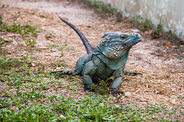 Blue iguana Blue iguana on Grand Cayman island caiman stock pictures, royalty-free photos & images