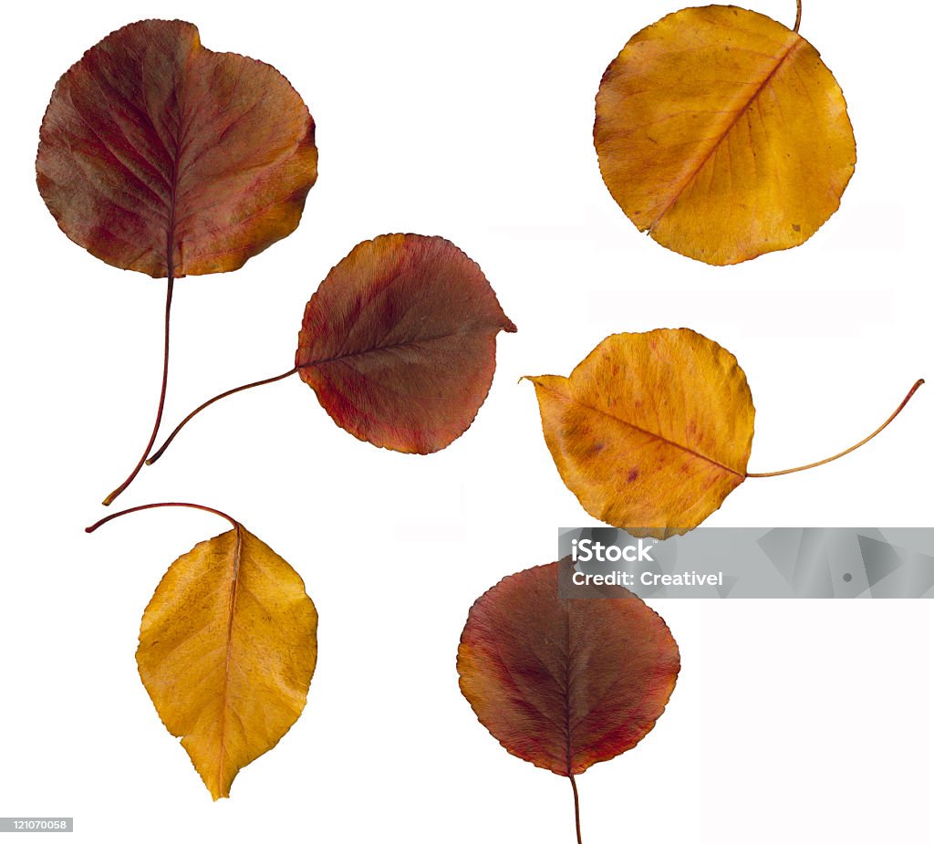 Foglie autunnali - Foto stock royalty-free di Albero