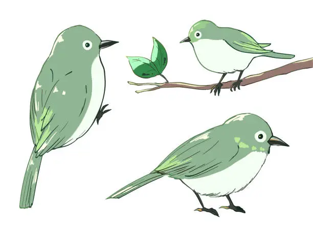 Vector illustration of White-eye(bird)