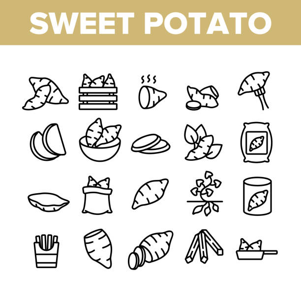 ilustraciones, imágenes clip art, dibujos animados e iconos de stock de iconos de la colección batata de batata de batata de allana - boniato