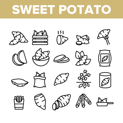 Sweet Potato Batata Collection Icons Set Vector. Fried And Boiled Sweet Potato, Sliced And Fresh Vegetable, In Bag And Box Concept Linear Pictograms. Monochrome Contour Illustrations