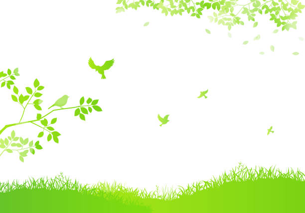 illustrations, cliparts, dessins animés et icônes de silhouette de champ fond et oiseaux volants, plante de fleurissement, rayons de soleil - couleur verte illustrations