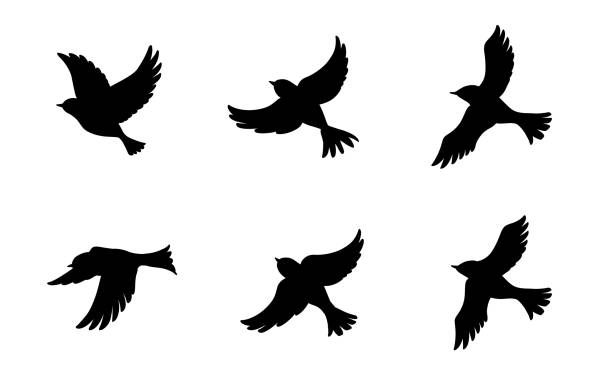 6 fliegende vögel silhouette set - birds stock-grafiken, -clipart, -cartoons und -symbole