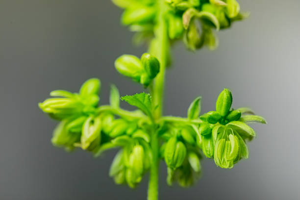 männliche cannabis-pflanze zeigt pollensäcke, die an einem ast hängen - medicate stock-fotos und bilder