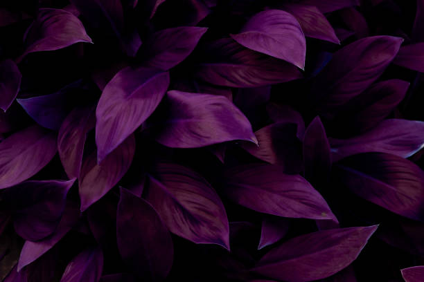istock abstract purple leaf texture, nature dark tone background 1210705572
