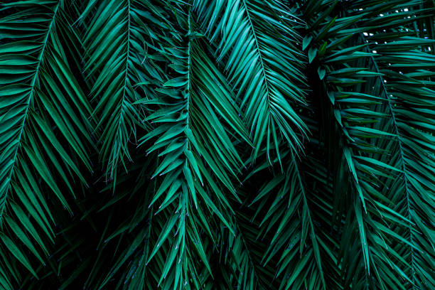 istock closeup green leaves nature  background 1210705612