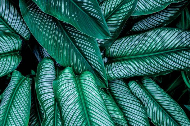 istock closeup green leaves nature  background 1210705620