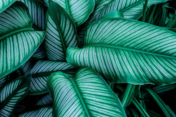 istock closeup green leaves nature  background 1210705648