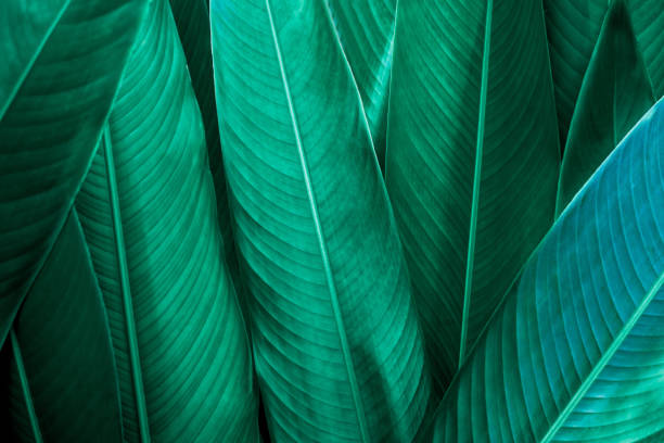 istock green leaf texture, dark green foliage nature background 1210705720