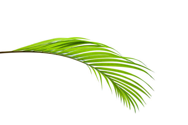 istock tropical and coconut leaf isolated on white background 1210705753