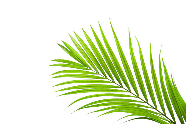 istock tropical and coconut leaf isolated on white background 1210705786
