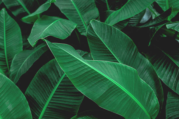 istock tropical green banana leaf background 1210705960