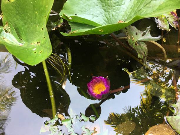 Lotus flower in the pool Lotus flower in the pool summer flower lake awe stock pictures, royalty-free photos & images