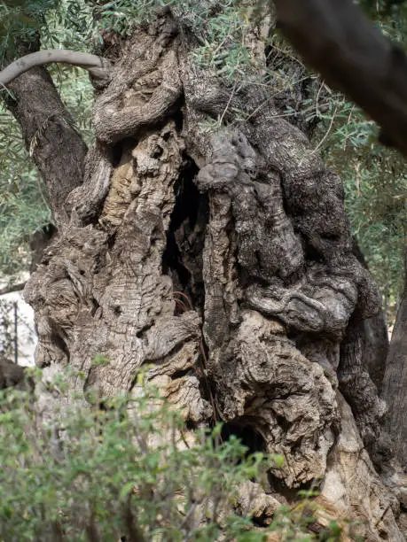 Photo of Gethsemane ancient olive tree, Jerusalem