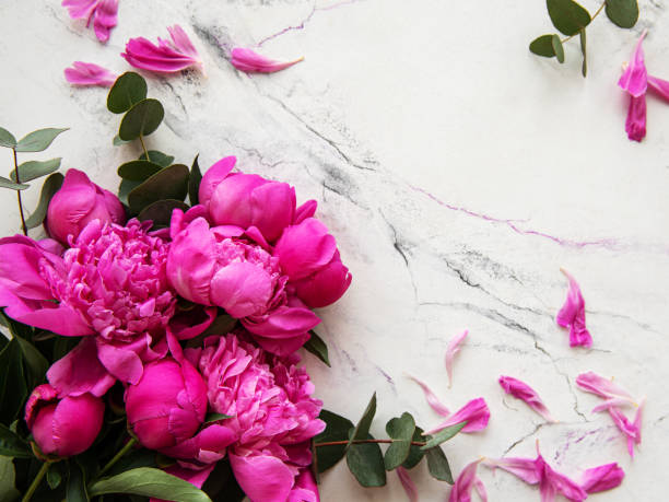 istock Pink peonies on a marble background 1210709427