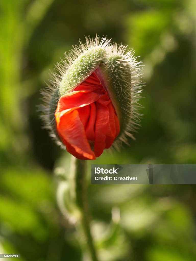 ¡Buenos días! Flor amapola Oriental rojo bud listo para abrir - Foto de stock de Amapola - Planta libre de derechos