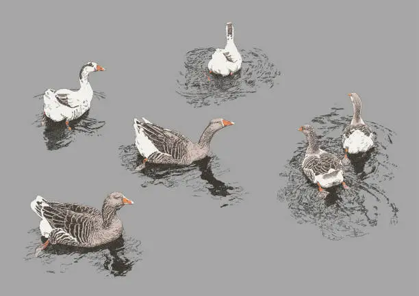 Vector illustration of Swimming Geese