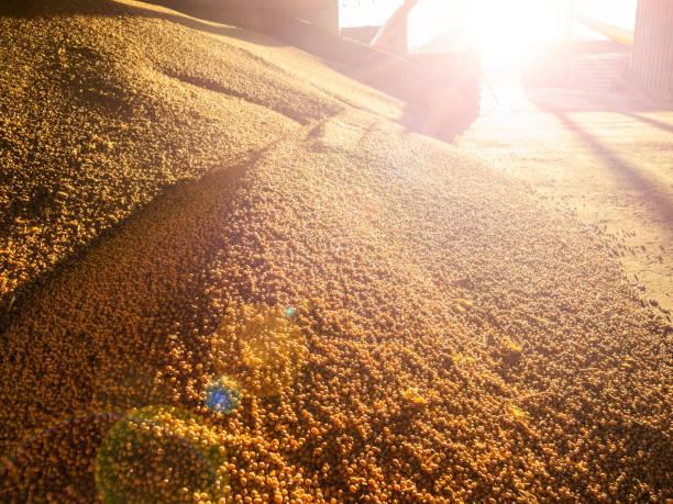 New harvest of soy beans. Storing of soy seeds at the farm. Sunny scene of farm work stock photo