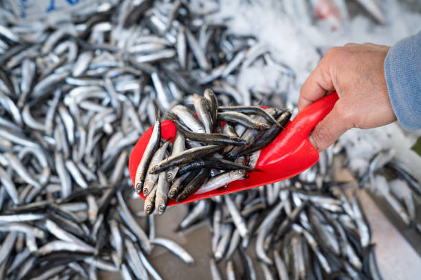 łopata do trzymania ręki z pełną rybą sardeli na sprzedaż na rynku - fish market prepared fish seafood photography zdjęcia i obrazy z banku zdjęć