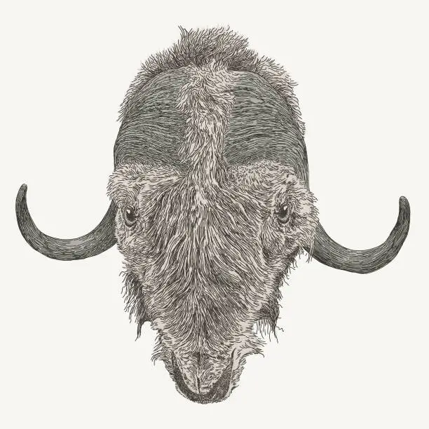 Vector illustration of Musk Ox Head