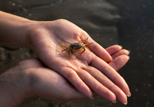 Girl holding crab in hand