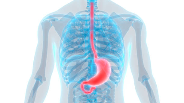 istock Human Digestive System Stomach Anatomy 1210713328