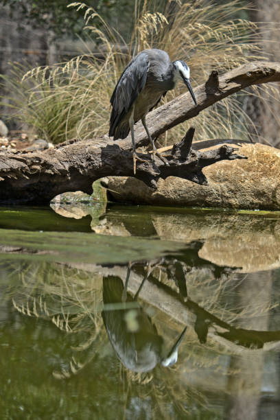A white faced heron staring into a pool of water. Visible is its reflection in the water