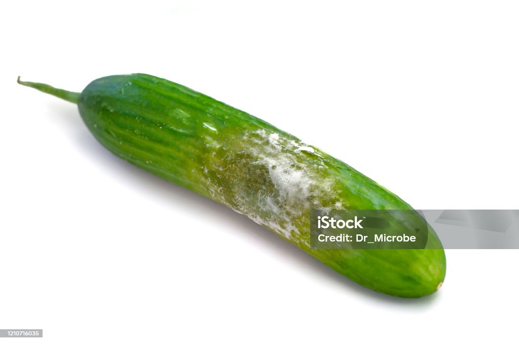A cucumber with mold A cucumber with mold. Rotten cucumber isolated on white background Cucumber Stock Photo