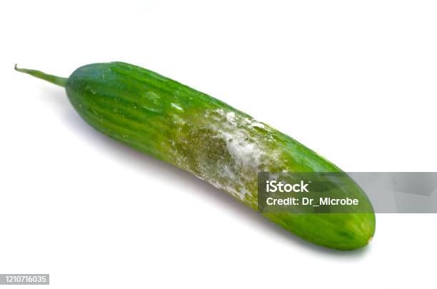 A Cucumber With Mold Stock Photo - Download Image Now - Cucumber, Cut Out, Food