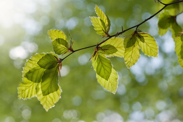 istock fresh beech leaves in spring in the backlight 1210717553