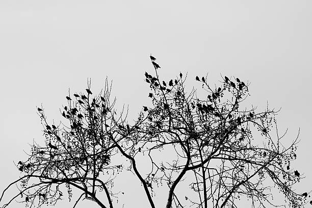 istock Group of birds on a tree, Black and White Image 121071875