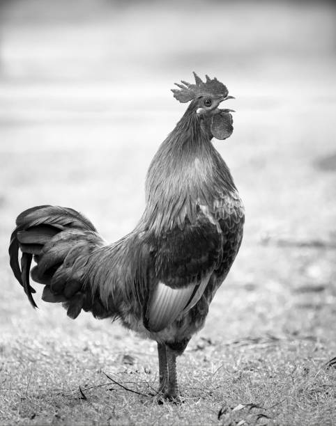 istock Black and white image of a wild rooster crowing 1210719187
