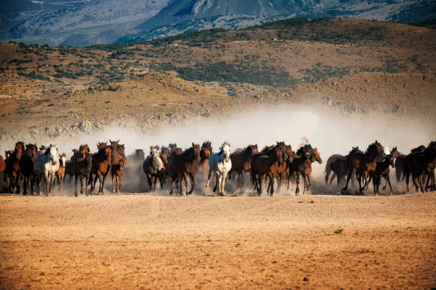 istock wild horses running in the plain 1210719708