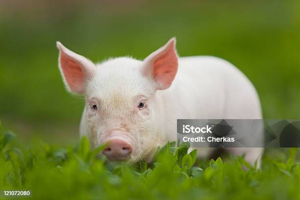 돼지 가축에 대한 스톡 사진 및 기타 이미지 - 가축, 녹색, 농장