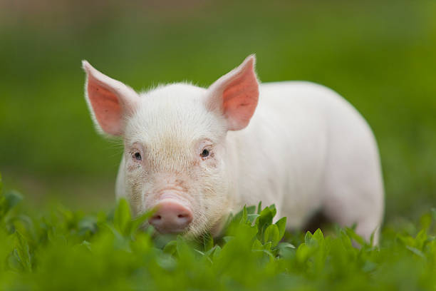 Young pigling on a green grass.