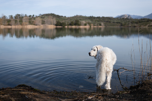 Large white Kuvasz Dog walking in the calm water of the lake in Oletta, Corsica