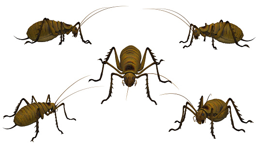 Cricket bug on white background different angle combined poses 3d rendering