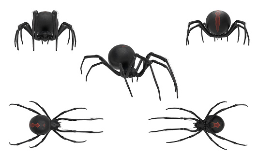 Dangerous and deadly black widow spider on white background multiple poses 3d rendering