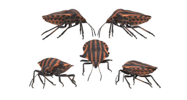 istock Graphosoma lineatum flower insect with coors and shapes multiple poses 3d rendering 1210721529