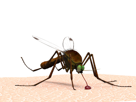 Mosquito on human skin sucking blood diagonal view background 3d rendering