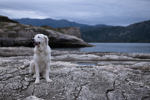 Beautiful large white Kuvasz Dog sitting on the rocks by the sea with a happy expression