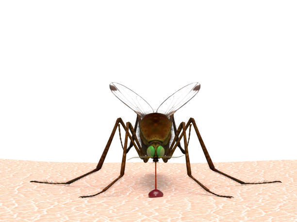 istock Mosquito on human skin sucking blood front view white background 3d rendering 1210722057