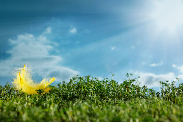 Colorful and bright Spring composition and table background with space for your decoration. Copy space for your text or products. Spring flowers and eggs in the cuckooflower.