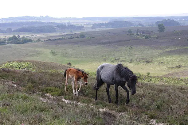 Photo of New Forest Pony with Foal